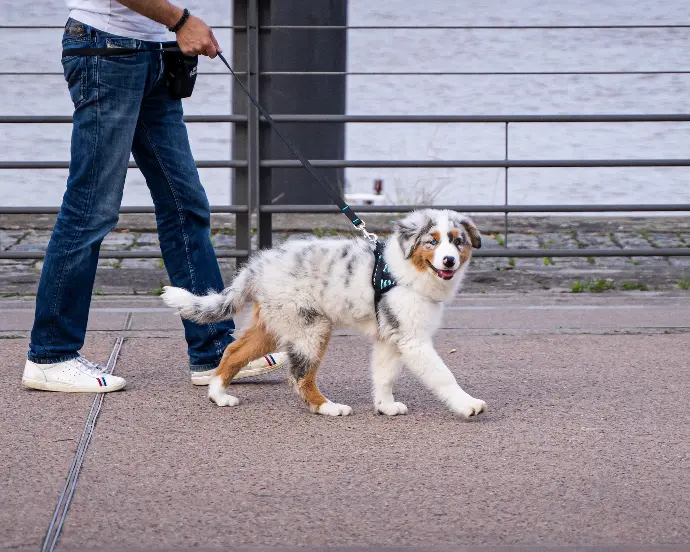 woman in blue denim jacket and blue denim jeans standing beside white and brown dog during